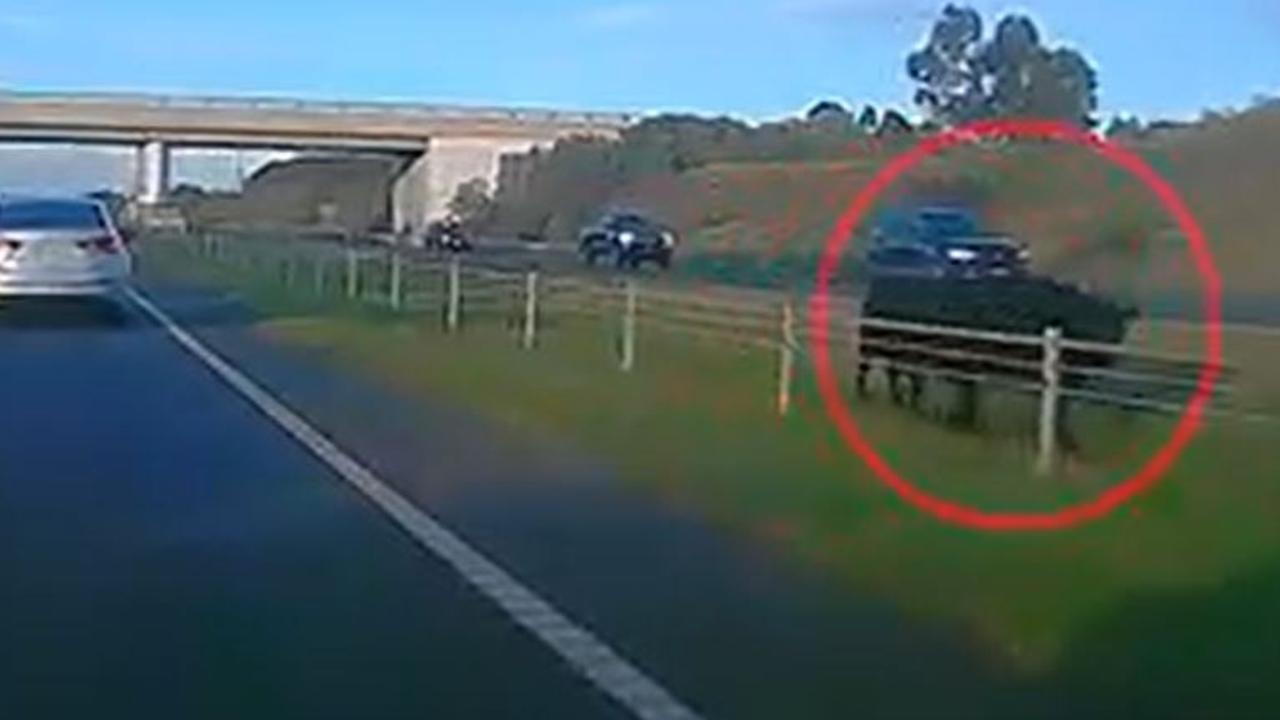 Two cows on Geelong Ring Road Melbourne Bound