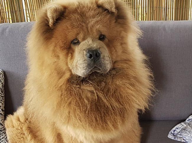 Dogs of Oz. Australia's Top Dog finalists. QldHe is the most handsome dog and is known for his fluffiness. He is so fluffy !Picture: Tracy Bailey