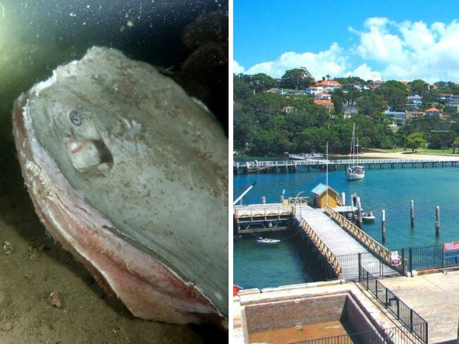 Beloved stingray pair ‘hacked to pieces’ by fishermen