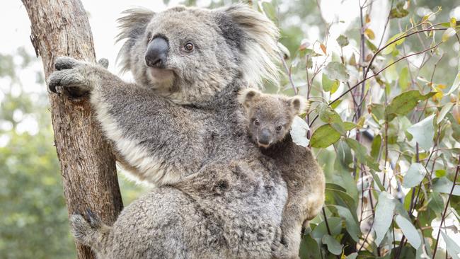 Zou believed koalas were poisonous. Picture: Zoos Victoria