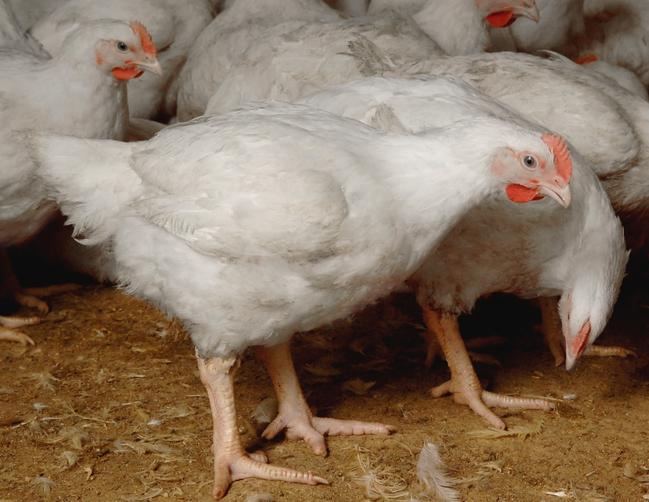 Ingham’s has closed its poultry farm at Appin, with the land identified as suitable for housing. Picture: Australian Chicken Meat Federation