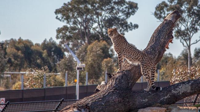 Sydney Zoo has won approval to host private animal encounters outside of standard opening hours. Picture: Toby Zerna