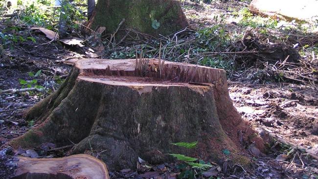 Evidence of over-logging of old growth rain forest in Grange State Forest in 2010.