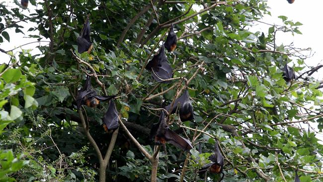 The flying-fox colony living next door to Mr Hoban. Picture: Annika Enderborg.