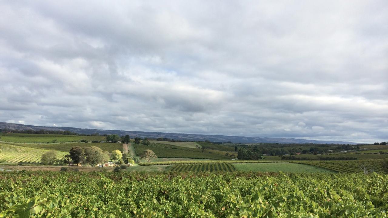 It’s cool and light: the latest trend in red wine