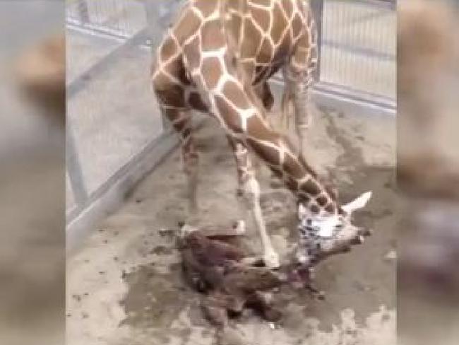 Tragic end ... the baby giraffe died after running into a fence at the zoo. Picture: ABC 30 Action News