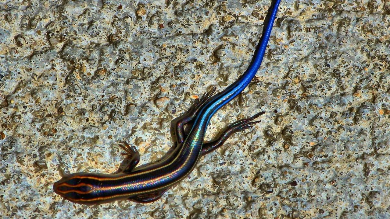 The Australian blue-tailed skink is now considered 'extinct in the wild'.