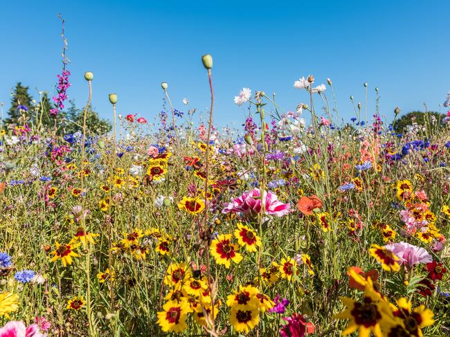 A field of flowers is a ‘rather noisy’ place, apparently. Picture: iStock