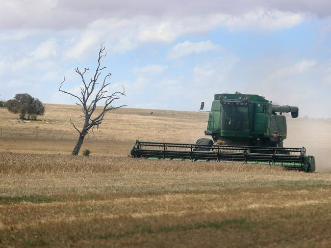 Matthew Richmond  harvesting wheat, Little River,   Picture Yuri Kouzmin