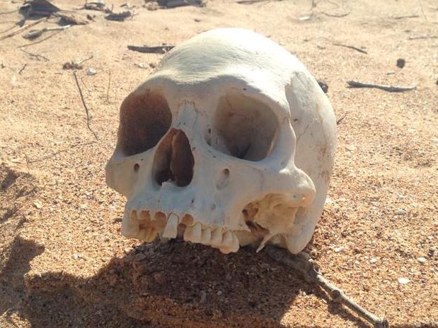 Human skull found on Wagait Beach by crabber Chris Johnson.