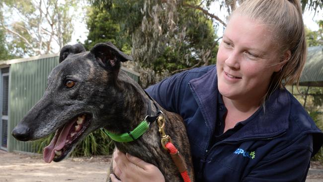 RSPCA launches 50 Shades of Grey adoption program for greyhounds ...