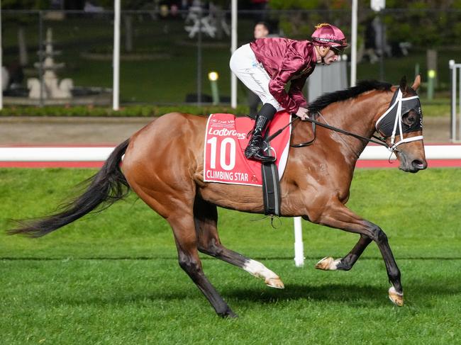 Climbing Star (NZ) on the way to the barriers prior to the running of the Ladbrokes Manikato Stakes at Moonee Valley Racecourse on September 27, 2024 in Moonee Ponds, Australia. (Photo by George Salpigtidis/Racing Photos via Getty Images)