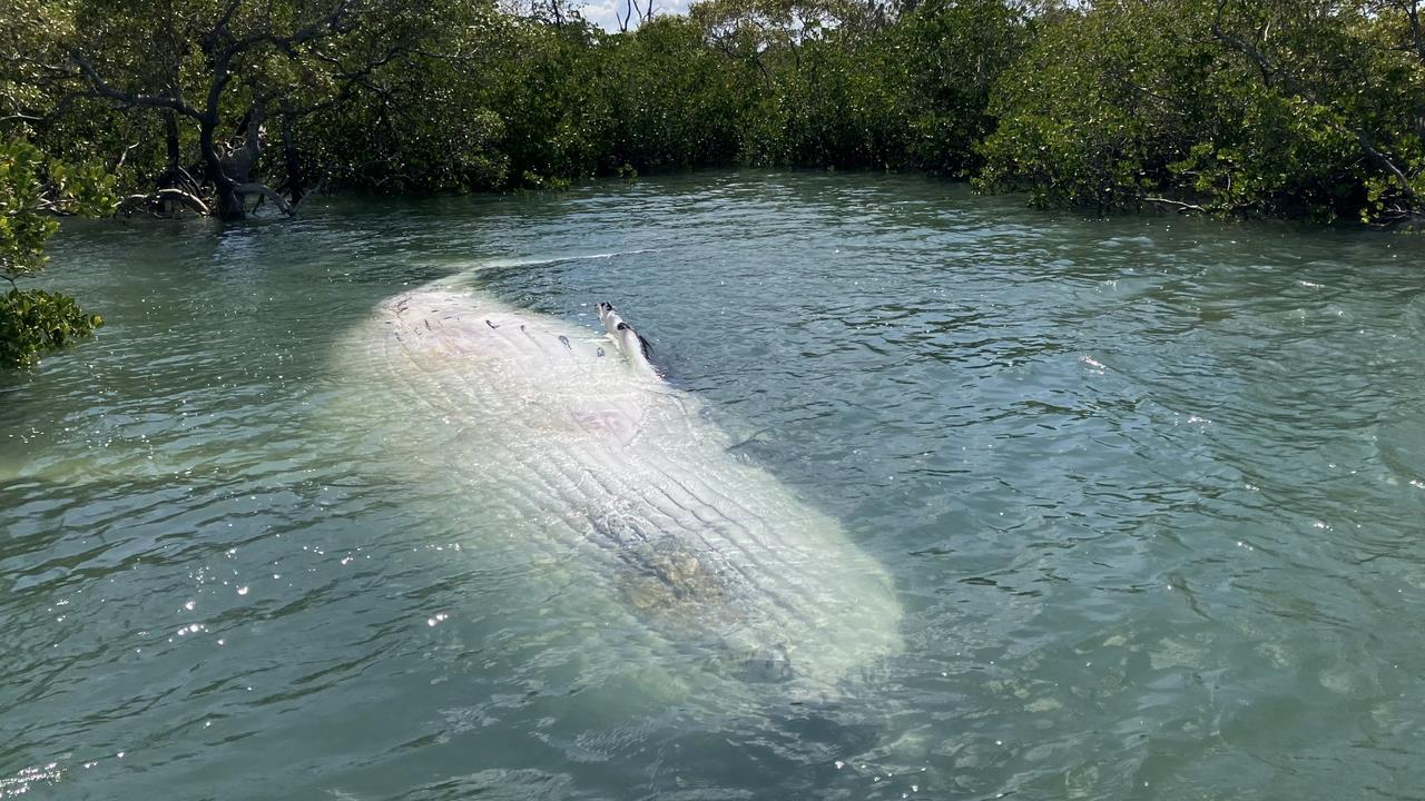 Dead whale found near popular holiday spot