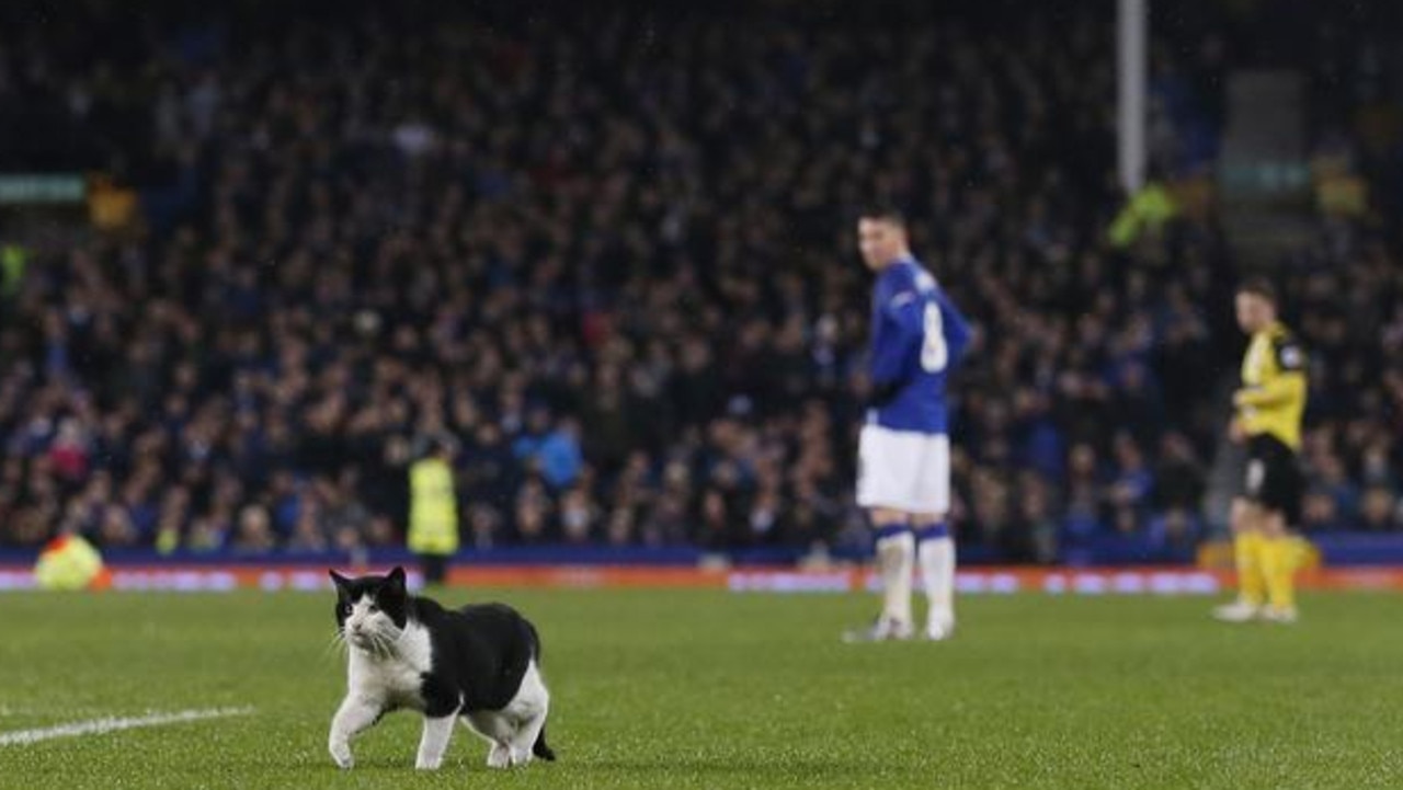 A cat on the pitch during the 2016 FA Cup third round match between Everton and Dagenham & Redbridge. Picture: Action Images via Reuters