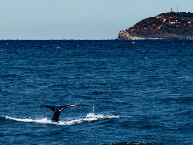 Thar she blows: Heavy traffic returns to Humpback Highway