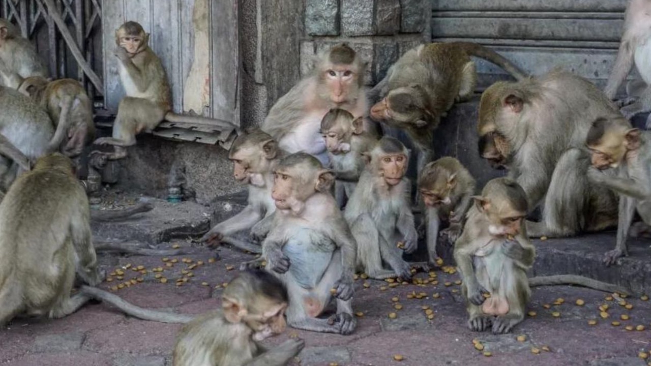 Sterilisation efforts have failed as the monkeys in the city have become wise to these tactics. Picture: iStock