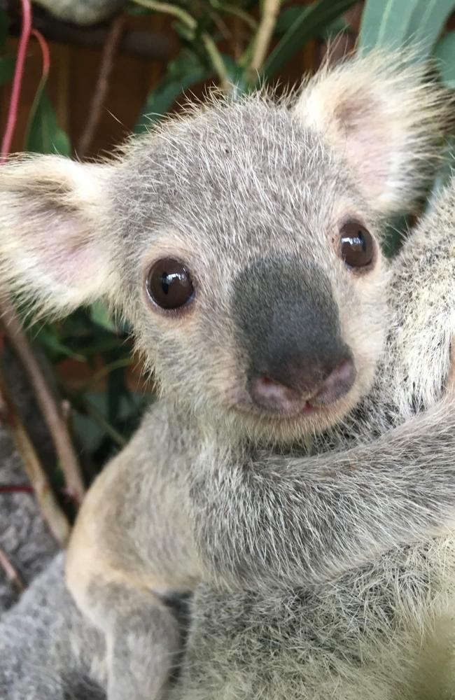 Eight-month-old koala joey Tallow from the Gold Coast has been crowned the country’s cutest. Picture: Tourism Australia