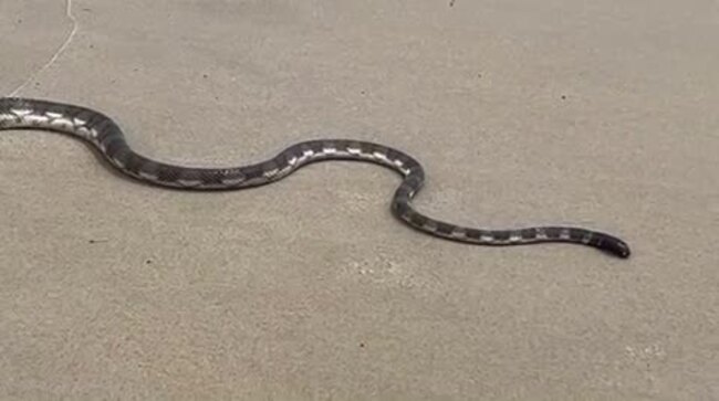 Highly lethal snake at popular Gold Coast beach