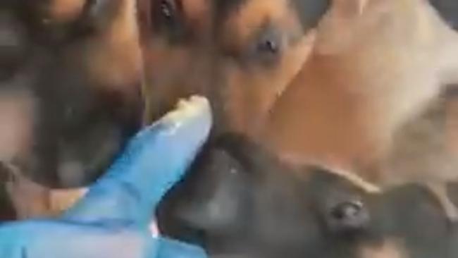 Puppies Tasting Peanut Butter for First Time Will Fill Your Heart With Joy