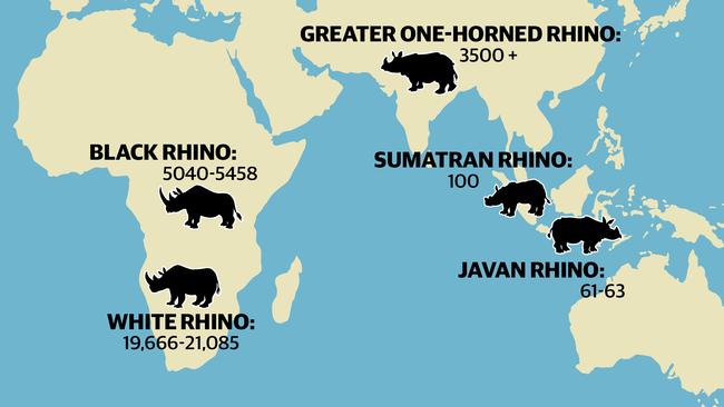 Where rhinos survive in the wild.