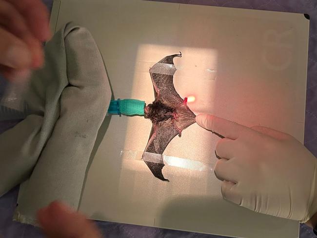 Clarence the bat was rescued after getting caught in a sticky flypaper trap. Pic: Bonorong Wildlife Sanctuary.