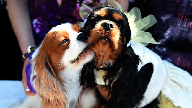 Groom Ollie with bride Zali. A double dog wedding will be held at wedding celebrant Nicole Celebans house in Leonay.