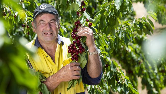 Tony Rak on his Cherry farm. Picture: Zoe Phillips