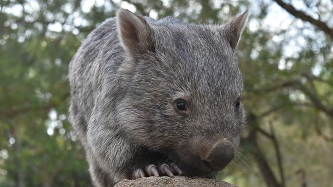 Greens MLC Tammy Franks said there was community anger about  the non-humane ways in which some wombats were killed.