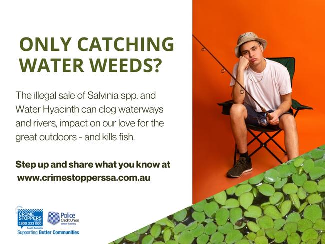 Crime Stoppers SA wants to tackle the illegal trade of aquatic weeds, water hyacinth and Salvinia species.