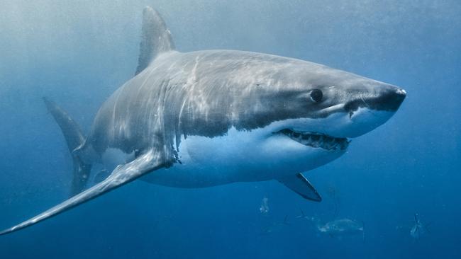 Esperance shark attack: Teen dies off West Australian coast | news.com ...