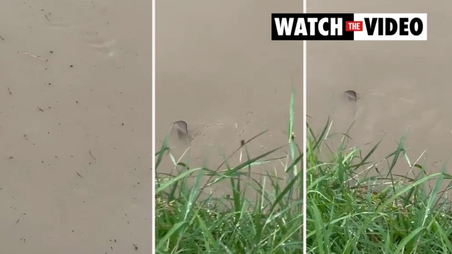 Shark spotted swimming through Qld city park