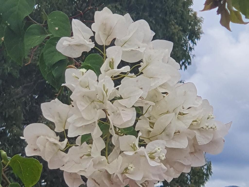 GARDENING: Beautiful Bougainvillea tips | The Courier Mail