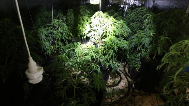 Strike Force Riche has arrested 11 people in relation to alleged hydroponic houses in south west Sydney. Picture: NSW Police