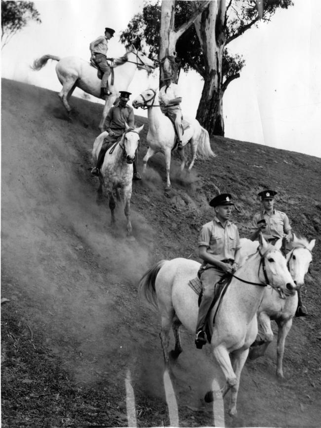 Mounted police officers and police grey horses. Troopers negotiating a steep bank near the River Torrens in the West parklands while practising for the Royal Adelaide Show August 1959. Photo: Dick Joyner.