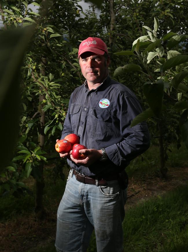 Howard Hansen of Hansen Orchards at Grove. Picture: NIKKI DAVIS-JONES