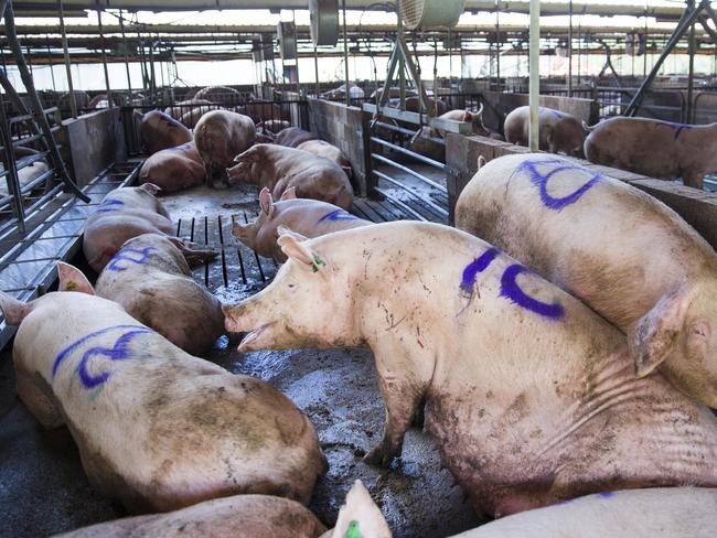 Sows in the group pen at Glasshouse Country Farms.