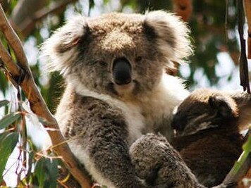 How poo-sniffing dogs are saving koalas