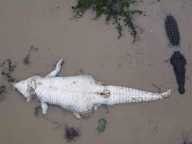 Drone footage of croc eat croc