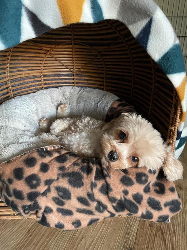 This is Cricket who just loves to sleep and snuggle all day. Mudgeeraba