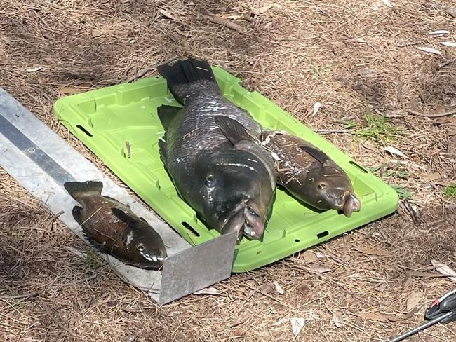 Man may face prosecution for allegedly spearfishing three blue groper  at Plantation Point near Jervis Bay. Picture: Facebook