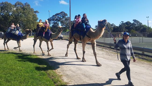 Healy’s Camel and Pony Farm has been in operation for over 35 years. Picture: Facebook