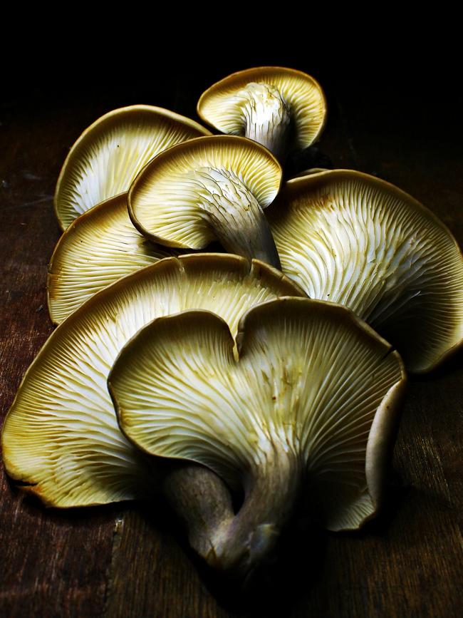 Oyster mushrooms. Picture: Getty