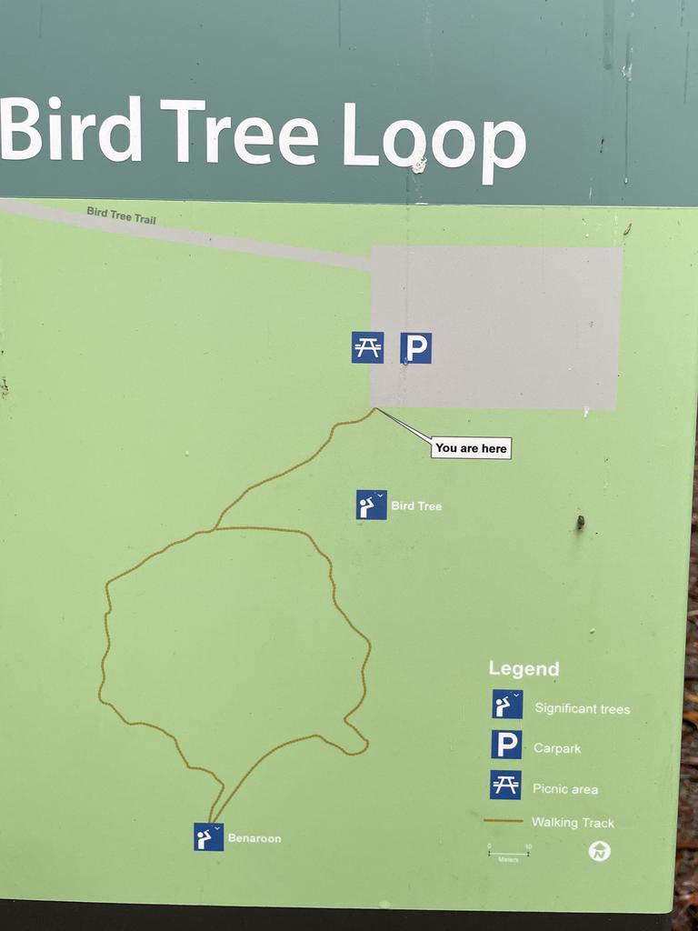 William Tyrrell is buried near the ‘Bird Tree’, according to new claims. Picture: Dan Box/News.com.au