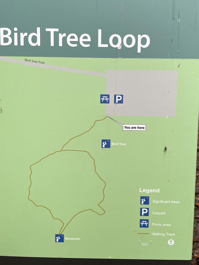 William Tyrrell is buried near the ‘Bird Tree’, according to new claims. Picture: Dan Box/News.com.au