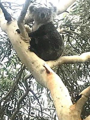 This well-fed adult koala was pictured close to houses at Belrose. Picture: Lisa Spinks