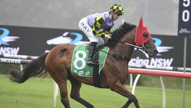 Nanakorobi Yaoki can celebrate her 50th race start with a win at Lismore. Picture: Bradley Photos