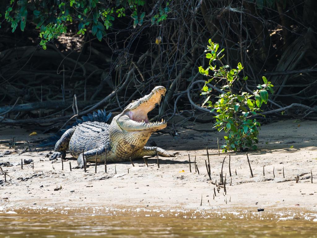 A possible crocodile sighting has been reported in the Bundaberg region. (File photo).