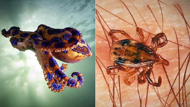 Victoria's deadliest creatures include snakes, spiders, cows and honey bees  | Herald Sun