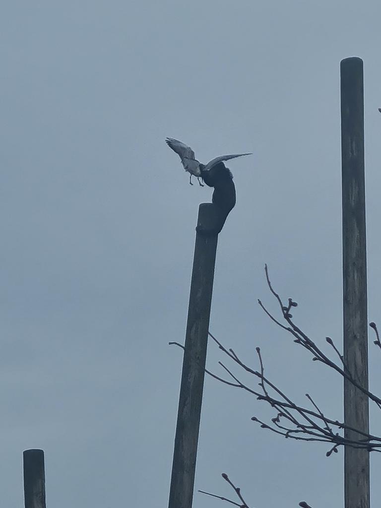 The monkey snatched the bird as it flew past. Picture: Kennedy News