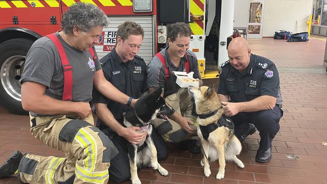 On Thursday, Ember was greeted at FRV HQ by five-year-old Husky x Pomeranian, Archer. Picture: Nilsson Jones.